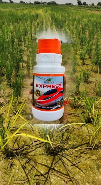 Express 98 Growth Booster – 98% Active Nutrients वाला पौधों की तेज़ वृद्धि और उच्च पैदावार के लिए पानी में घुलनशील, सुरक्षित और प्रभावी प्लांट ग्रोथ एनहांसर।"